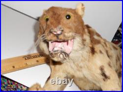 ANTIQUE VICTORIAN LRG 12 JUAGUAR HAND STICHED FUR CHILDs TOY DOLL TAXIDERMY