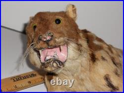 ANTIQUE VICTORIAN LRG 12 JUAGUAR HAND STICHED FUR CHILDs TOY DOLL TAXIDERMY