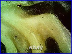 Antique Cameo Hand Carved Victorian Shell Circa 1860s Rose Keeper Italian Large