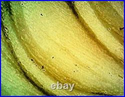 Antique Cameo Hand Carved Victorian Shell Circa 1860s Rose Keeper Italian Large