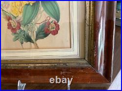 Antique English Victorian Hand Colored Engraving of Flowers C1850 Original Frame