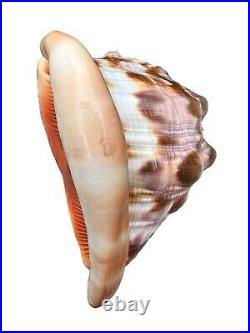 HUGE SALE Authentic Victorian Hand Carved Conch Seashell CAMEO. Antique Heirloom