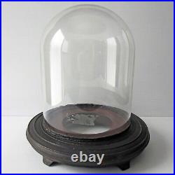 Large Antique Hand Blown Glass Dome Cloche Cover with Wooden Base